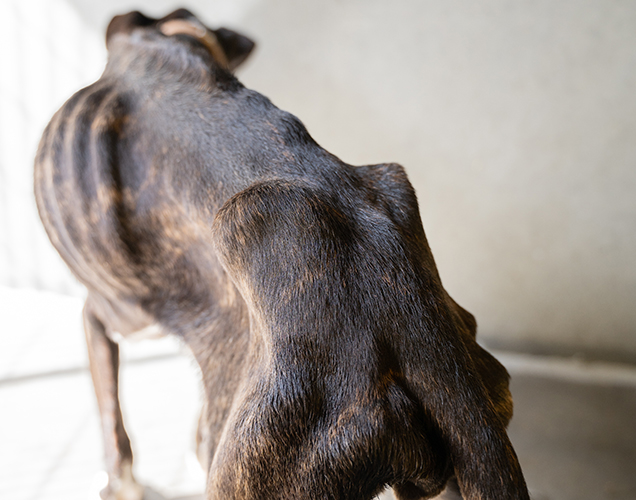 ava arrives skin and bones at rspca queensland june